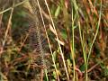 Indian Comet Grass